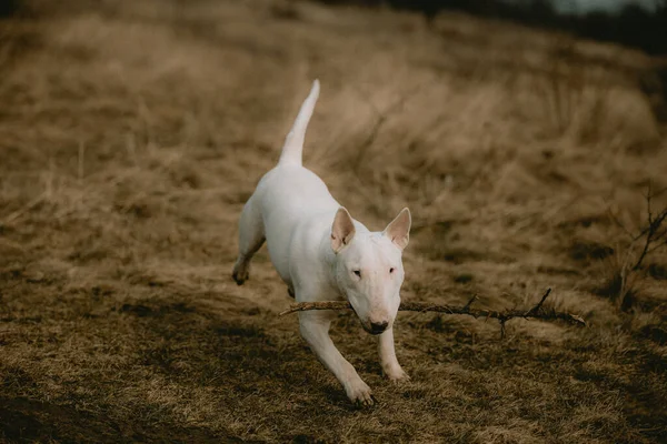 Bullterrier Weißer Welpe Hund Spielt Mit Stock lizenzfreie Stockbilder