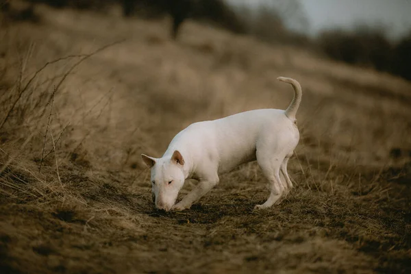 Bullterrier Weißer Welpe Hund Spielt Mit Stock Stockbild