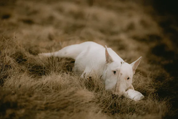 Bullterrier Vit Valp Hund Leker Med Pinne Royaltyfria Stockfoton