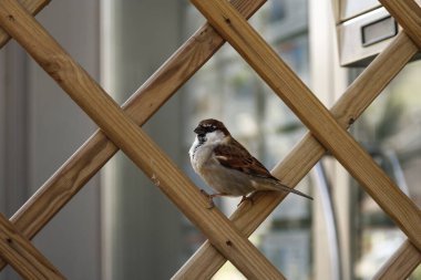 Serçe, ahşap bir kafesin üzerine tünemiş, kentsel bir geçmişi var. Görüntü, insan yapımı yapılara adapte olan vahşi yaşamın sessiz bir anını yakalıyor. Her gün şehir doğası kavramı.