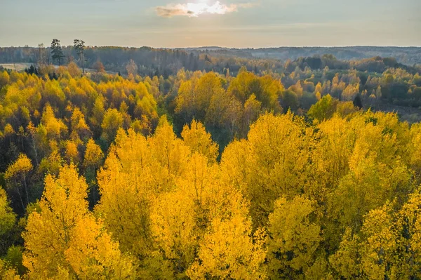 Stå för att byta ljusa gula träd på hösten eftermiddag — Stockfoto