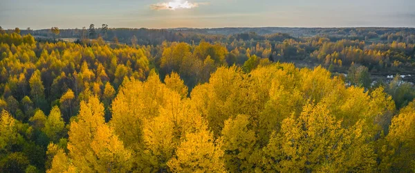 Stand de cambio de árboles de color amarillo brillante en la tarde de otoño —  Fotos de Stock