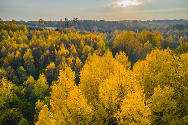 Stå för att byta ljusa gula träd på hösten eftermiddag — Stockfoto