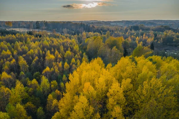Gyllene höst utsikt med gula träd på hösten eftermiddag — Stockfoto
