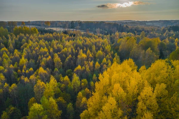 Golden autumn view with yellow trees on the fall afternoon — Stock Photo, Image