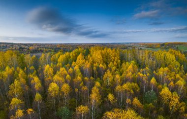 Sonbahar öğleden sonra sarı ağaçlarla altın sonbahar manzarası