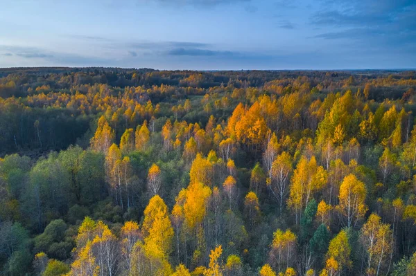 Flygfoto av färgad skog i höst. Vacker höstskog med gula träd. Utomhus, blad. — Stockfoto