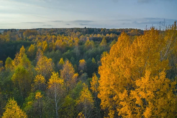 Vista aérea del bosque de colores en otoño. Hermoso bosque de otoño con árboles amarillos. Exterior, hojas. —  Fotos de Stock