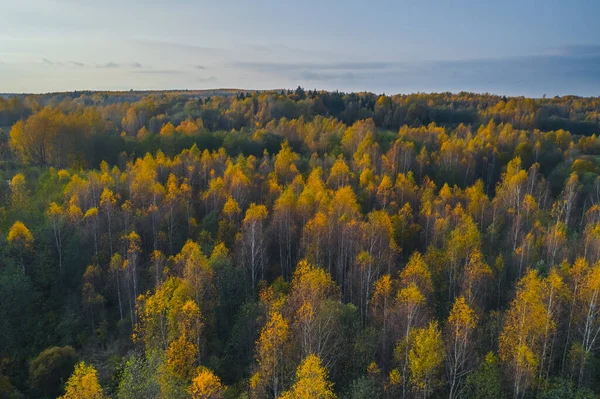 Vista aérea del bosque de colores en otoño. Hermoso bosque de otoño con árboles amarillos. Exterior, hojas. —  Fotos de Stock