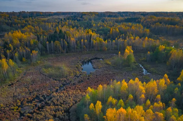 Letecký pohled na barevný les na podzim. Krásný podzimní les se žlutými stromy. Venkovní, listy. — Stock fotografie