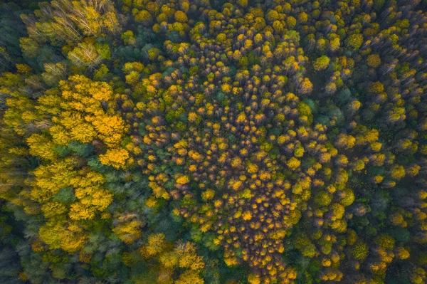 Vista aérea del bosque de colores en otoño. Hermoso bosque de otoño con árboles amarillos. Exterior, hojas. —  Fotos de Stock