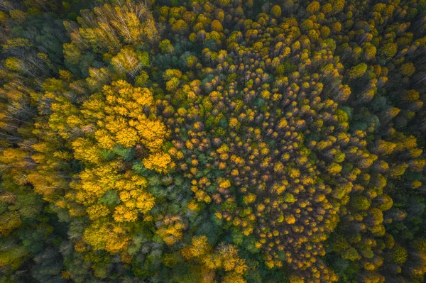 Widok z lotu ptaka na kolorowy las jesienią. Piękny jesienny las z żółtymi drzewami. Na zewnątrz, liście. — Zdjęcie stockowe
