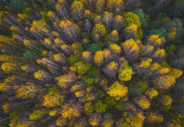 Vista aérea del bosque de colores en otoño. Hermoso bosque de otoño con árboles amarillos. Exterior, hojas. —  Fotos de Stock