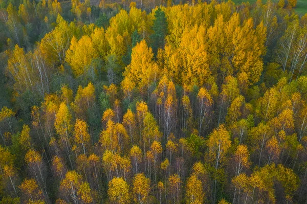 Vista aérea da floresta colorida no outono. Bela floresta de outono com árvores amarelas. Ao ar livre, folhas. — Fotografia de Stock