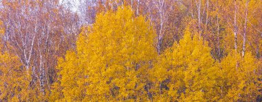 Sonbahar manzarası, canlı, sıcak sarı renkte bir orman.