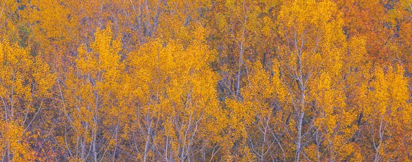 Autumn scenery, a forest in vibrant warm yellow colors — Stock Photo, Image