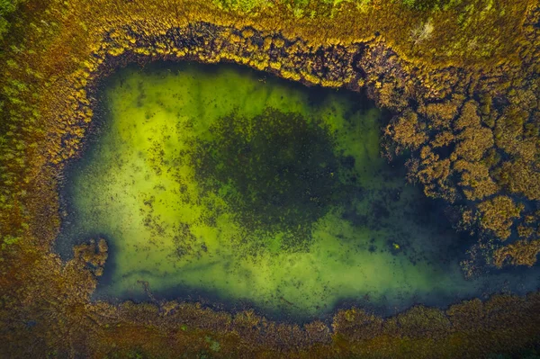 Drone Blick auf den grünen Sumpfsee im grünen Wald, schöne Aussicht auf die Natur — Stockfoto