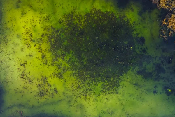 Top drone uitzicht op groen moeras meer in het groene bos, prachtig uitzicht op de natuur — Stockfoto