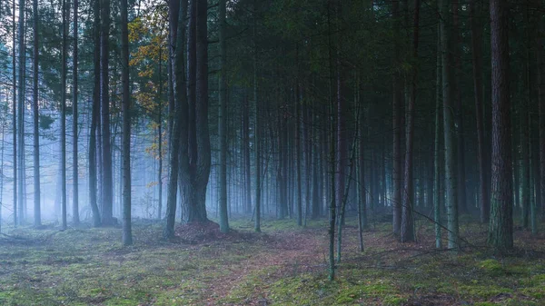Mörk dimmig skog med vit dimma, drömsk utsikt — Stockfoto