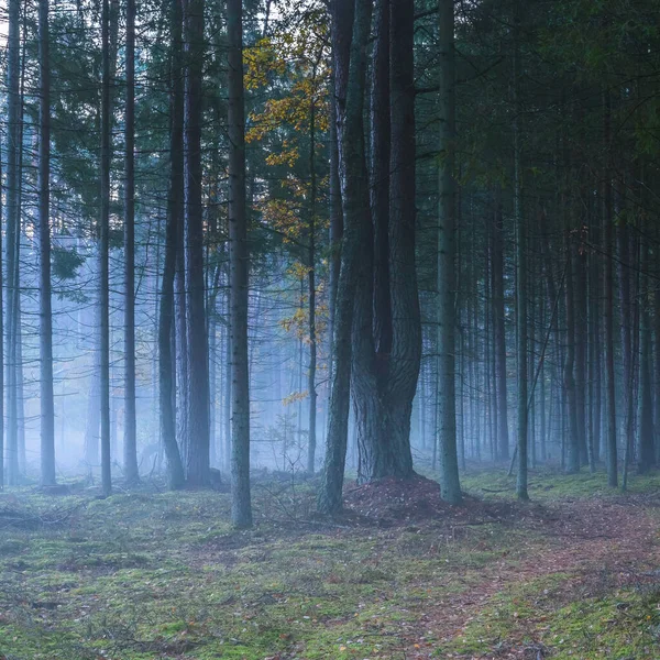 Mörk dimmig skog med vit dimma, drömsk utsikt — Stockfoto