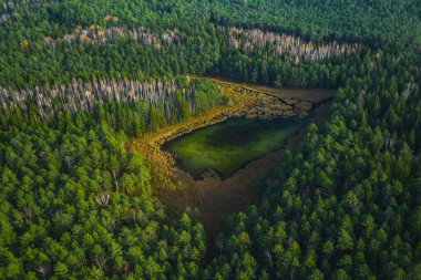 Yeşil ormandaki yeşil bataklık gölü manzarası, güzel doğa manzarası.