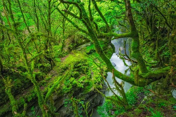 Vodopád v kaňonu Gachedili, Gruzie, divoké místo — Stock fotografie