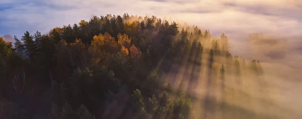 Spruce pohon melalui kabut pagi dalam sinar cahaya. Hutan pegunungan di musim gugur berkabut matahari terbit. — Stok Foto