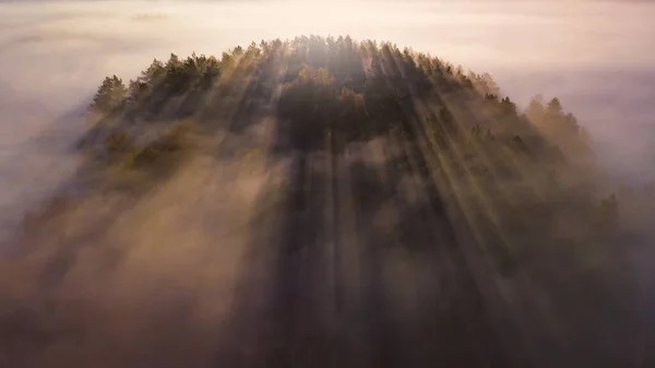 Spruce trees through the morning fog in light rays. Mountain forest at autumn foggy sunrise. — Stock Photo, Image