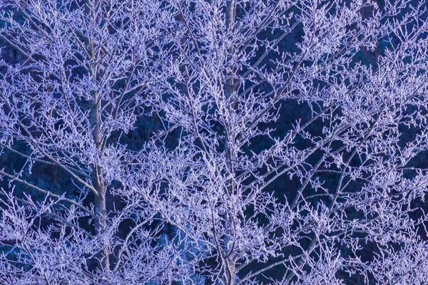 Um totalmente fosco ramos brancos, fundo de inverno — Fotografia de Stock
