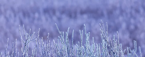 꽁꽁 얼어붙은 하얀 나뭇가지, 겨울 배경 — 스톡 사진
