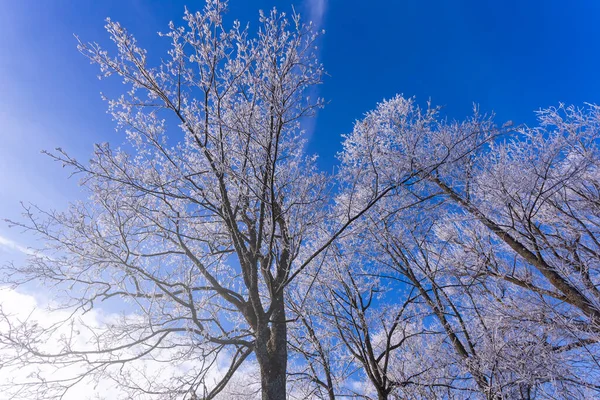 Полностью покрытые глазурью белые ветви, зимний фон — стоковое фото