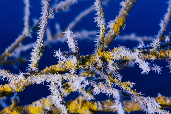 A totally frosted white branch on the bright blue sky. A branch covered in white frost with the bright blue sky background Royalty Free Stock Photos