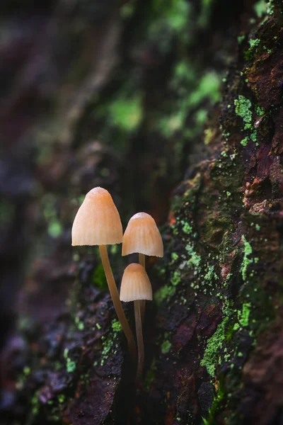 Trois champignons dans la forêt sur un tronc d'arbre — Photo