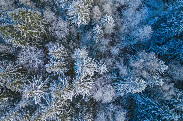 Blå bakgrund textur av en frusen skog på vintern, topp jordisk vy — Stockfoto