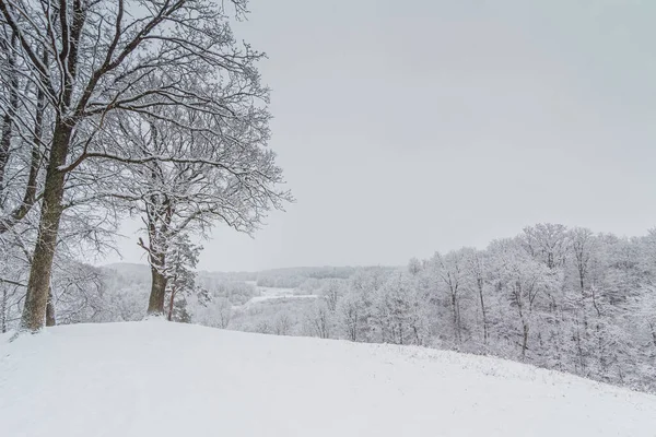 Paisagem de inverno brilhante com árvores cobertas de neve — Fotografia de Stock