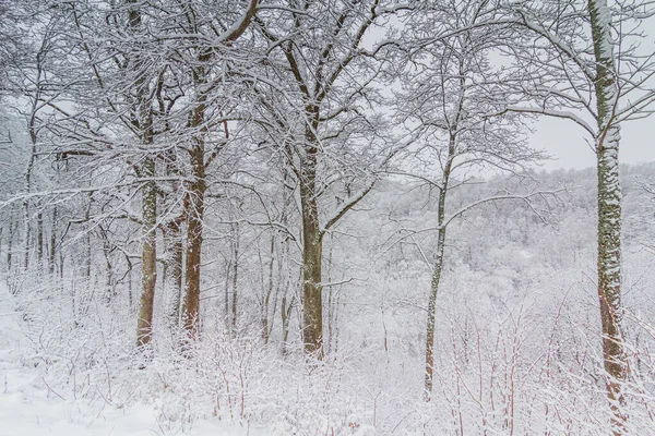 Ljust vinterlandskap med snötäckta träd — Stockfoto