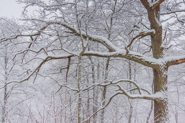 Ljust vinterlandskap med snötäckta träd — Stockfoto