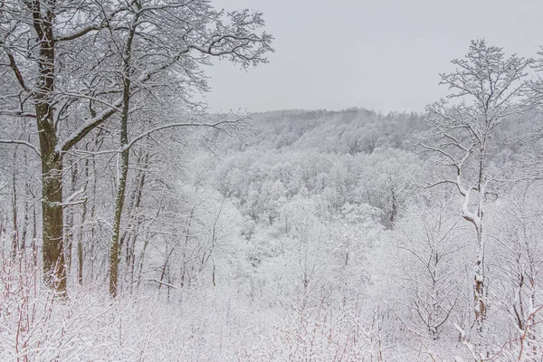 Ljust vinterlandskap med snötäckta träd — Stockfoto