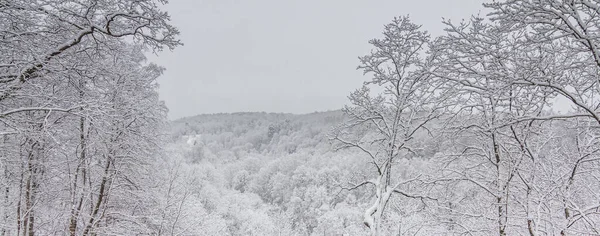 Jasny zimowy krajobraz z pokrytymi śniegiem drzewami — Zdjęcie stockowe