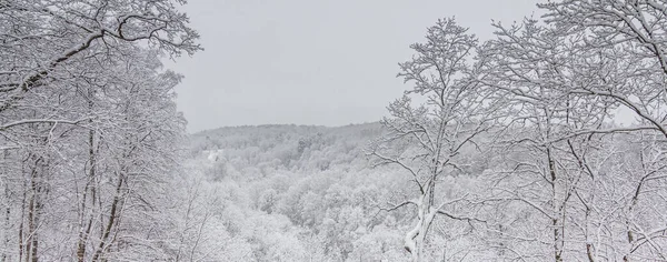 Bright winter landscape with snow covered trees — Stock Photo, Image