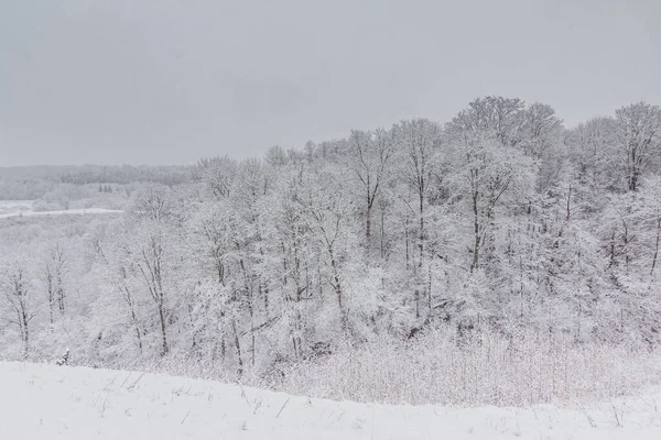 Paisaje de invierno brillante con árboles cubiertos de nieve — Foto de Stock