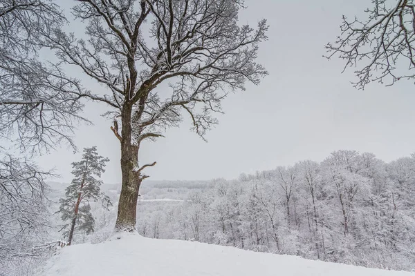 눈덮인 나무들로 덮인 밝은 겨울 풍경 — 스톡 사진