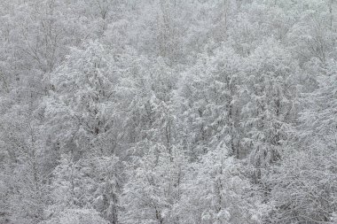 Karla kaplı ağaçlarla aydınlık kış manzarası