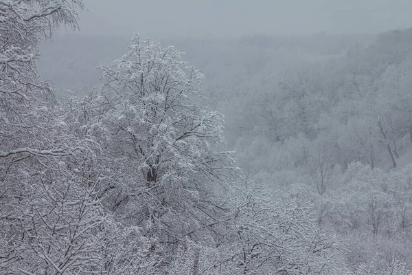 Ljust vinterlandskap med snötäckta träd — Stockfoto