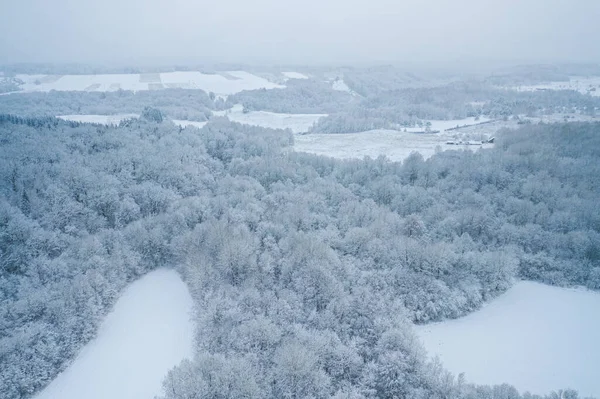 Vit bakgrund textur av en frusen skog på vintern, topp jordisk vy — Stockfoto