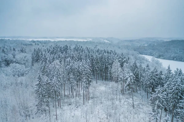 Blå bakgrund textur av en frusen skog på vintern, topp jordisk vy — Stockfoto