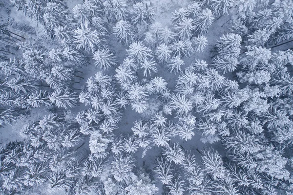 Vit bakgrund textur av en frusen skog på vintern, topp jordisk vy — Stockfoto