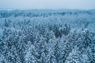 Kışın donmuş bir ormanın mavi arkaplan dokusu, üst kulak manzarası