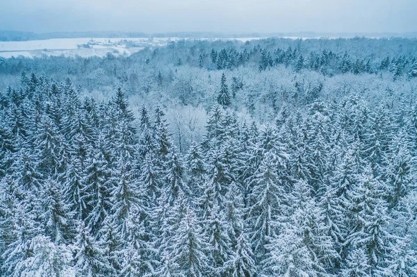 Flygfoto ovanifrån till snöiga mustaschträd av vintertallar. Mitt i vintern — Stockfoto