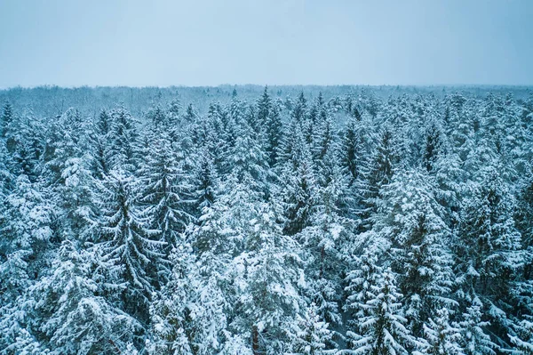 Textura de fundo azul de uma floresta congelada no inverno, vista earial superior — Fotografia de Stock